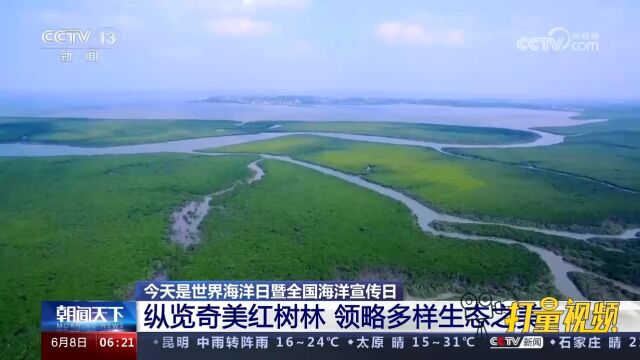 全国海洋宣传日:保护海洋生态系统,人与自然和谐共生