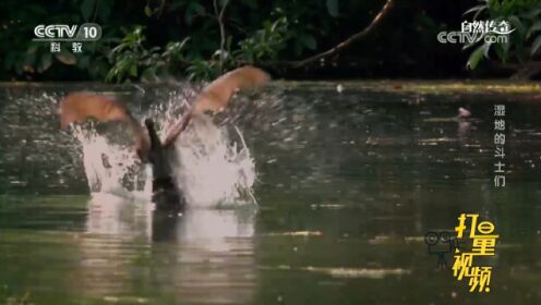 淡水鳄善于伏击，可以屏住呼吸一个多小时，来看淡水鳄捕猎狐蝠