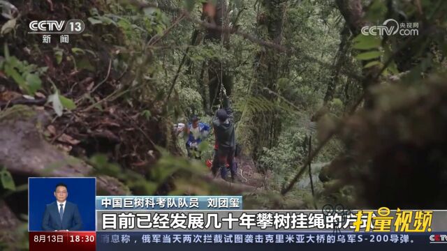 总台记者跟随科考队深入波密县易贡乡,对巨树进行数据测量