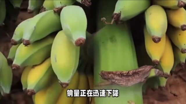 俄罗斯香蕉价格飙升,大众水果变奢侈品?