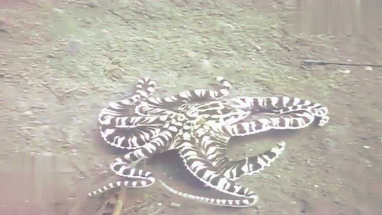 螳螂虾vs章鱼最终却这样的结果你们觉得螳螂虾秒杀食人鱼吗