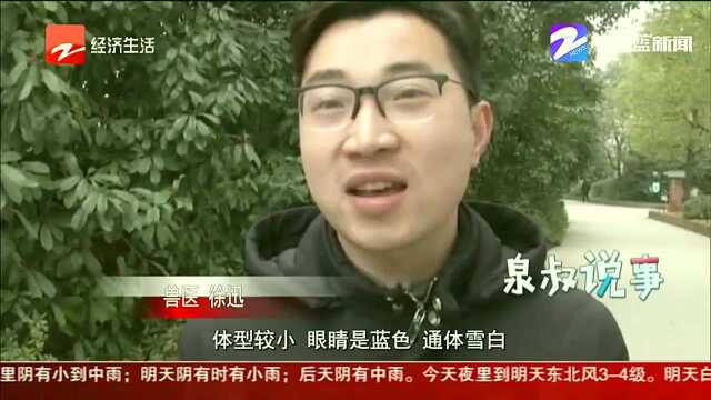 “雪地白狐”再现扬州大学校园