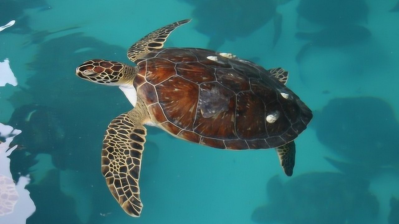 太阳从太平洋升起,在大西洋落下,还能看到上万只小海龟破壳而出