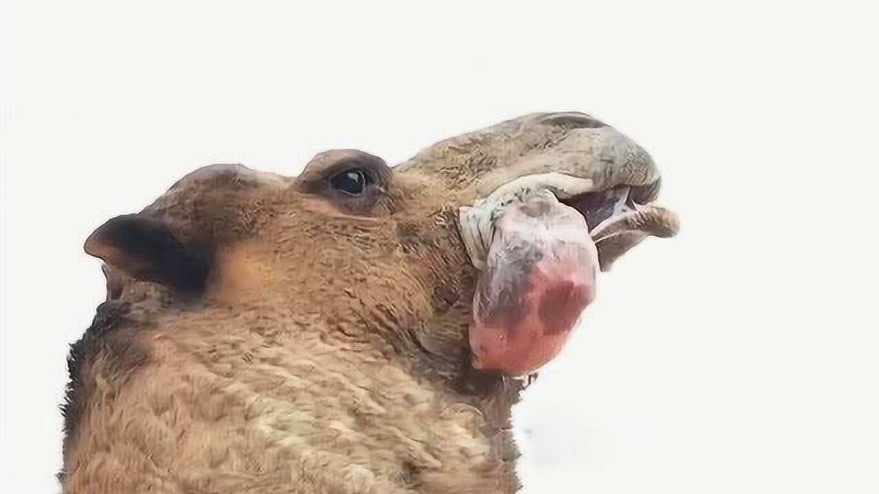 骆驼嚼东西,骆驼吃东西_文秘苑图库