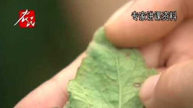 秋季蔬菜综合防治:白粉病 溃疡病 灰叶斑病 虫害