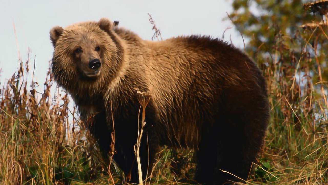 重达1600斤的科迪亚克棕熊,战斗力很强,比狮子老虎还厉害