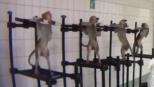 德国毒理实验室被曝虐待动物：每天注射13针、吃药后流血不止