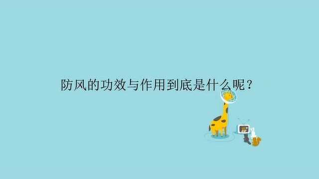 防风的功效与作用到底是什么呢?