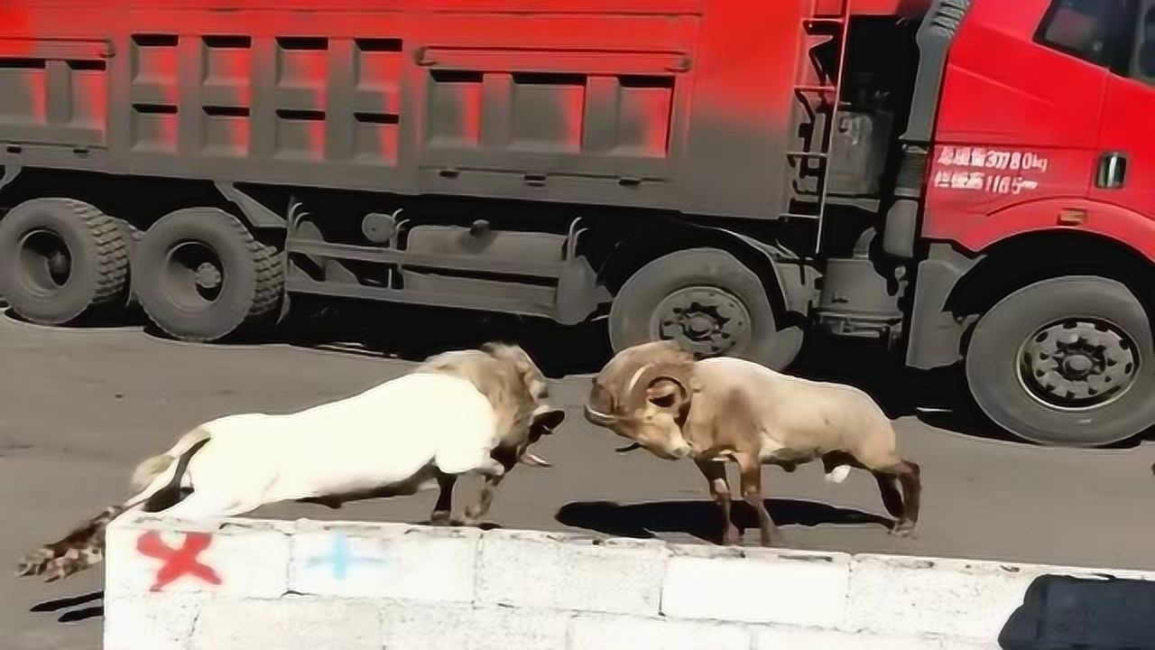 农村人养出来的山羊就是猛,大马路上不服就干,差点把小轿车顶住了