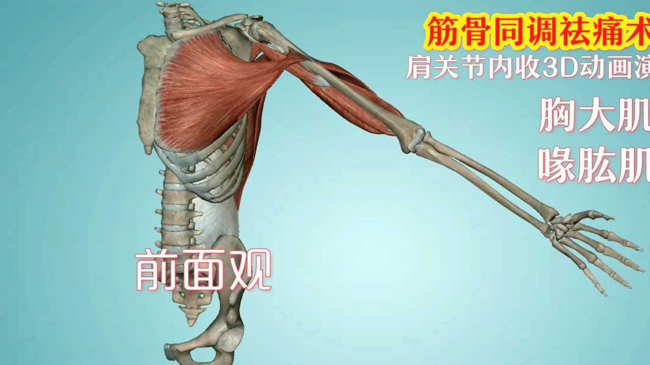肩关节内收动作3d动画演示
