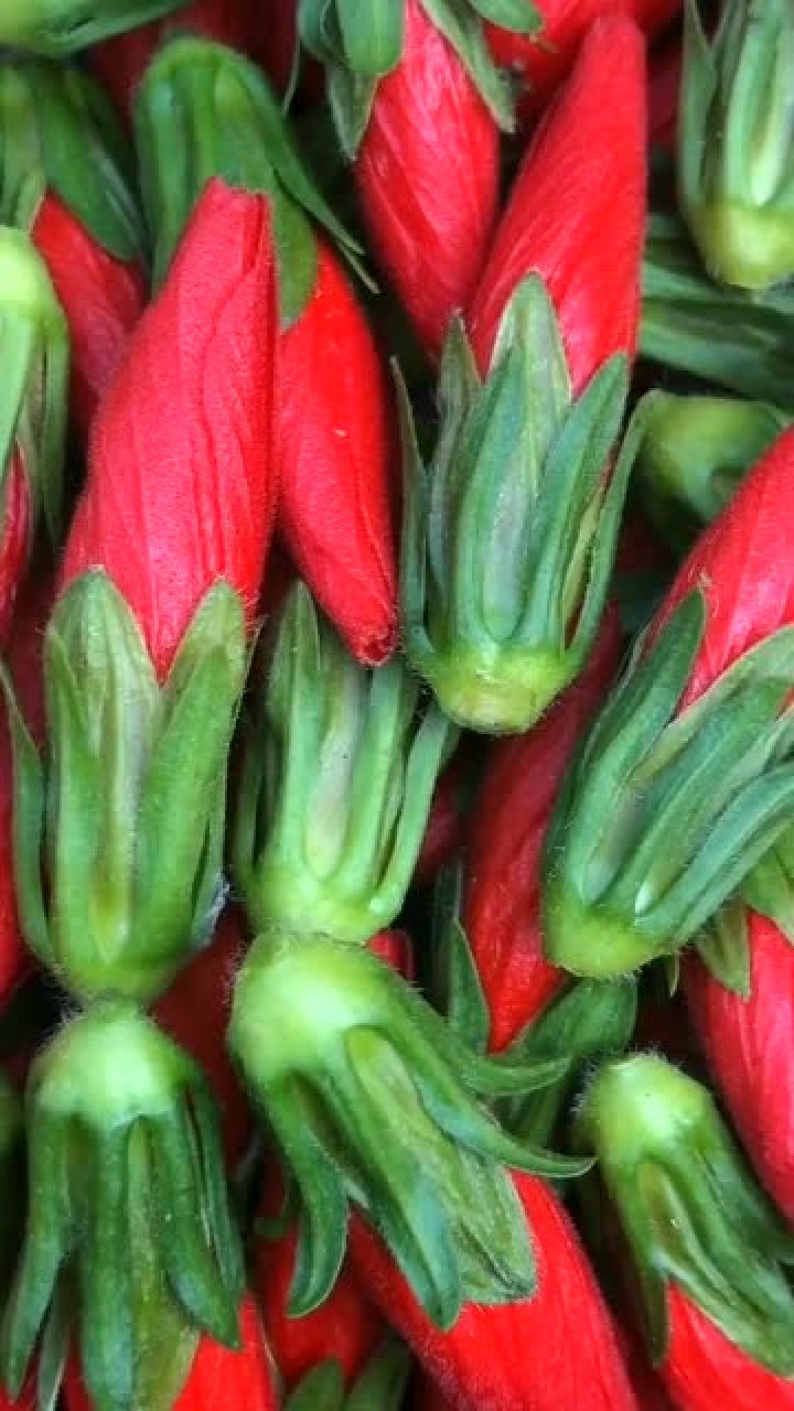 罕见的灯笼扶桑花太漂亮了