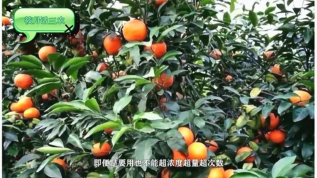 沃柑挂果树需要哪些营养?果期管理关键:保果、膨果、提品质!