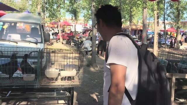 这鸽子啥品种竟长这么大,都被人误会成肉鸽了,但估计没人舍得吃