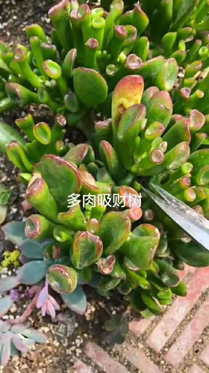 多肉吸财树的繁殖方法你们学会了吗