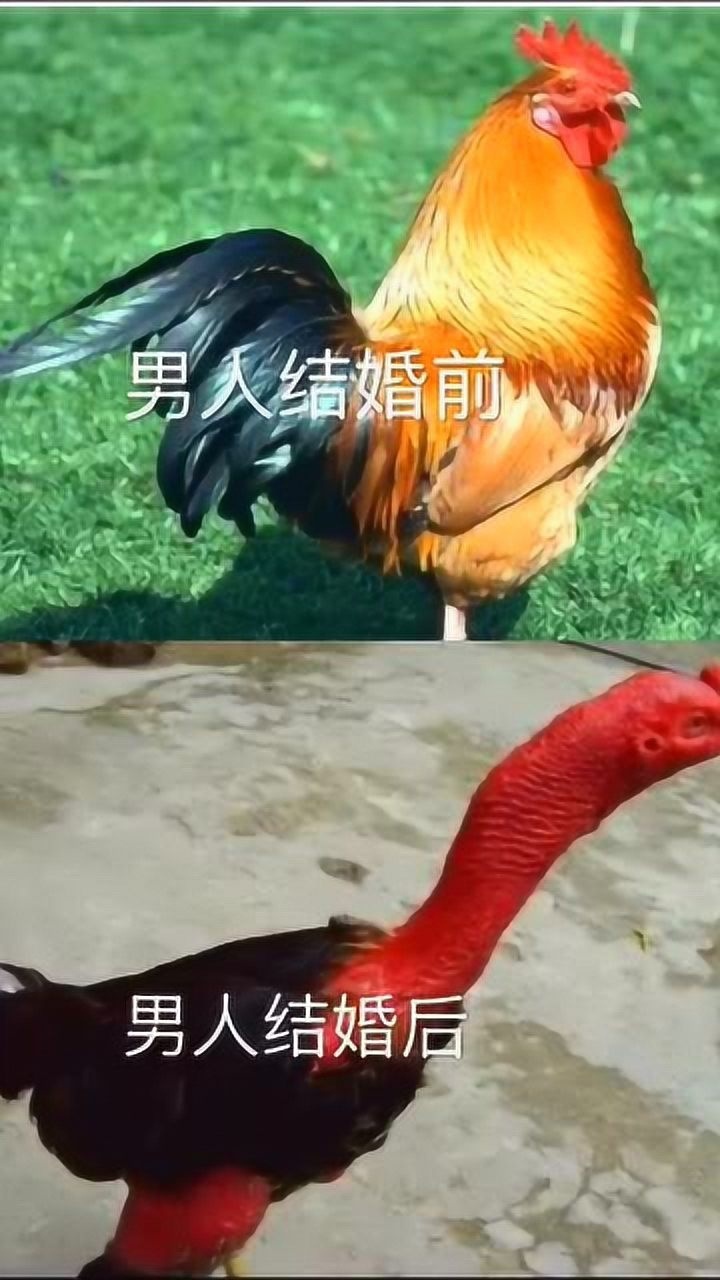 结婚前结婚后的鲜明对比这幅图真是太形象了