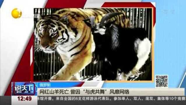 网红山羊死亡,曾因“与虎共舞”风靡网络