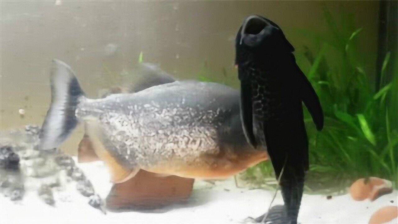 如果把清道夫和食人鱼放在一起谁才是鱼中之王镜头记录全过程