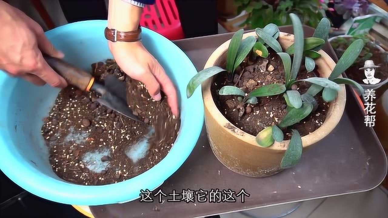 养君子兰的土该怎样配?是越透气越好吗?