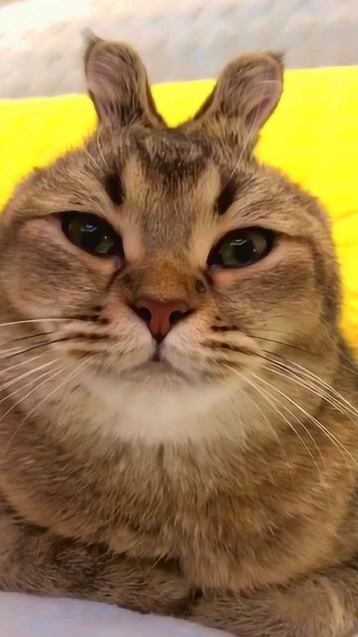 给猫咪戴上紧箍咒,一动不动了