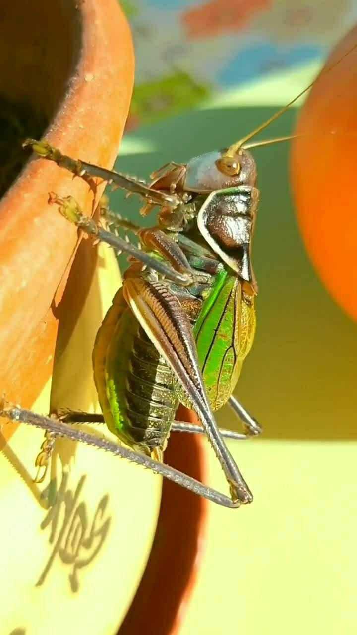 蝈蝈别名又叫油子油葫芦其一年一代以卵越冬