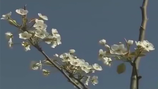 种植红香酥梨,教你正确疏花方法,可减少花期过分消耗养分