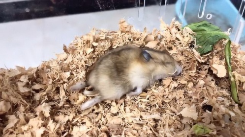 新买的仓鼠接二连三的死去死亡时间和姿势让人匪夷所思