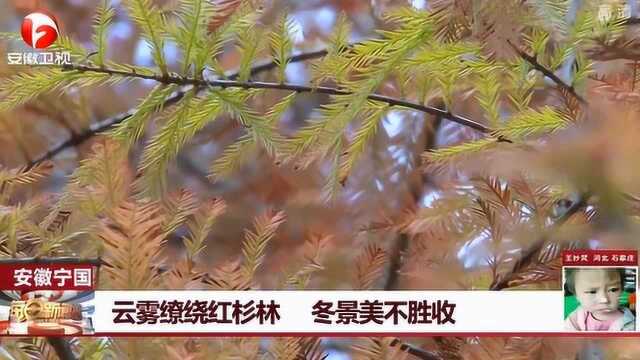 安徽宁国市:2000多亩红杉林渐入深红 与蓝天碧水相互映衬 美不胜收