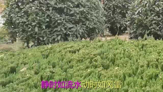 一首《兵妹妹》醉人心扉,怀旧经典歌曲