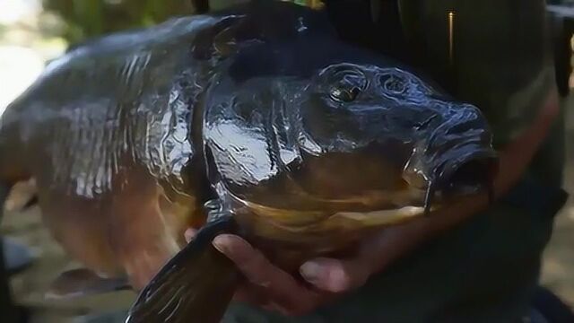 搞野:这鲤鱼浑身发黑,没有一片鳞,钓鱼人口中的裸鲤就是它!