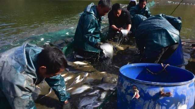 浙江武义渔民在水库拉网捕鱼 一网拉上3万多公斤鲜鱼