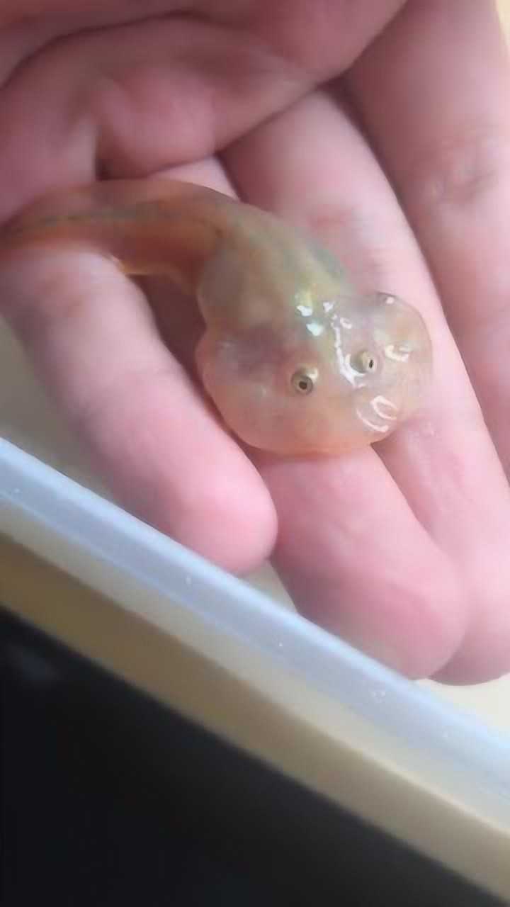 小丑蛙名副其实!从小就丑!