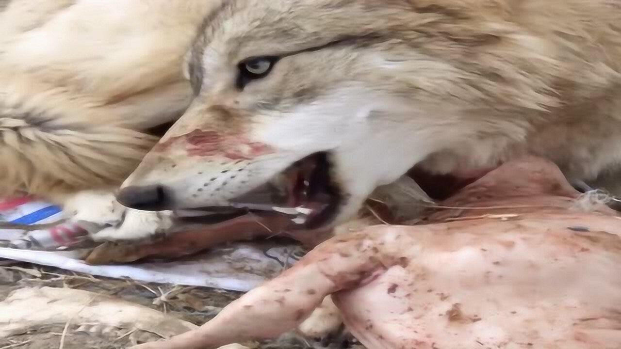 狼王抓住一只小羊羔,先把皮全扒掉慢慢享受美食,谁要抢直接就开撕