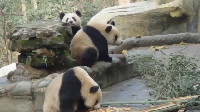 雅安碧峰峡基地的3只熊猫挖煤工,脏萌模样让人哭笑不得