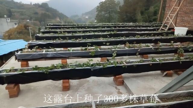 农村屋顶天台,草莓种植新模式,楼顶变果菜园