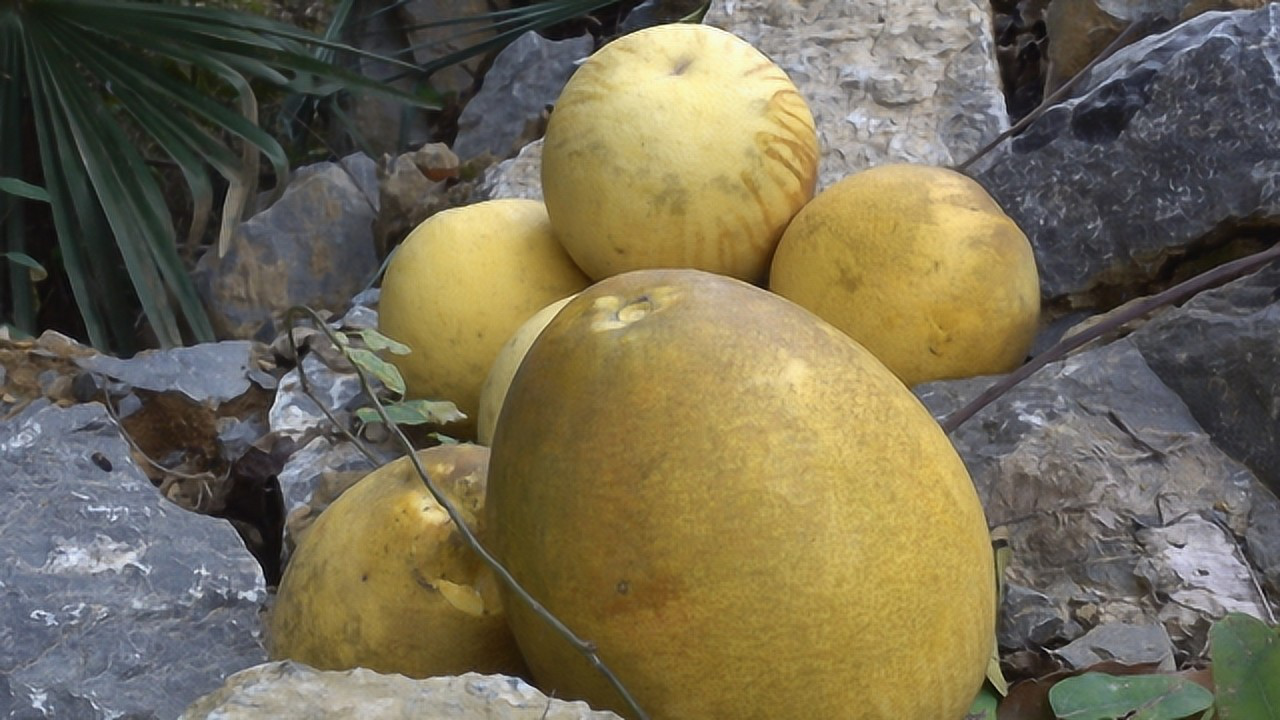 农村野橙子熟透了,轻轻一摇,一股劲往下掉