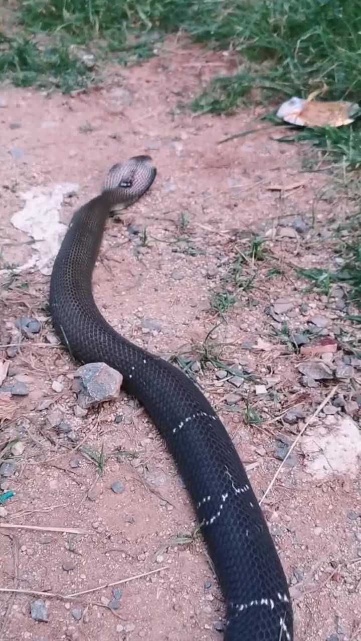 朋友们听一听眼镜蛇攻击时发出的声音听着非常的恐怖