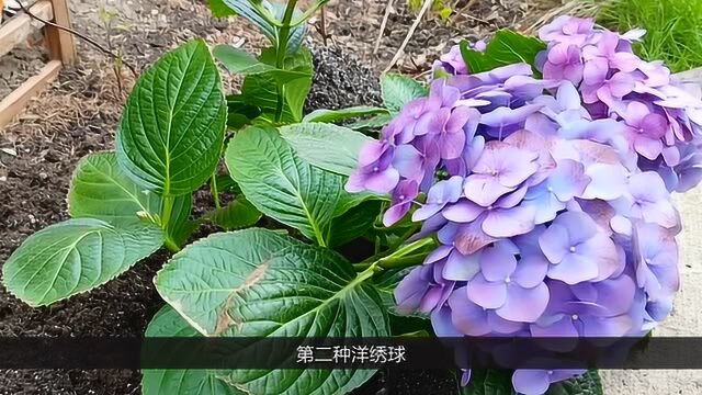 这几种花家里千万别养,阴气太重招惹霉神,后悔都来不及!