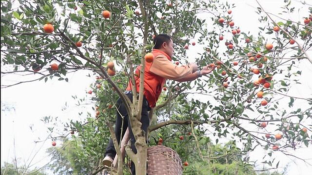 30多年的老红橘树,没人打理全是刺,四娃忙碌一下午摘了几十斤