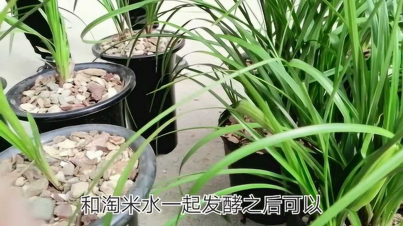 兰花的肥很重要淘米水加它一夜长了不少