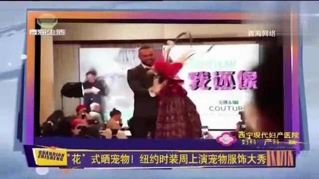 宠物也能上T台,纽约时装周上演宠物服饰大秀,晒宠晒出新高度