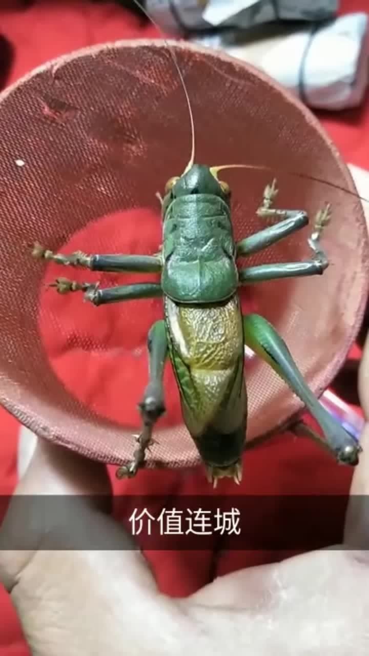 我家这只山青蝈蝈好看吧!给一套房子都不换!你们说值不值?