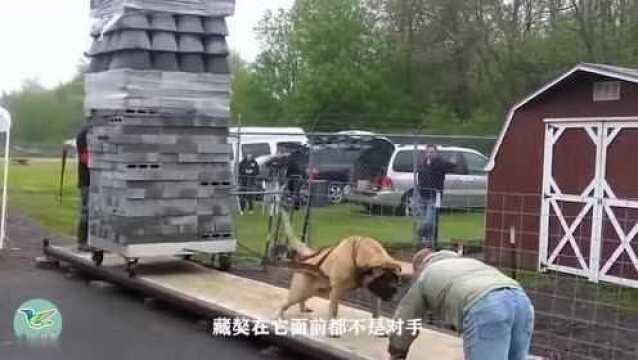 都说比特犬力气大,看完视频之后,算是服了