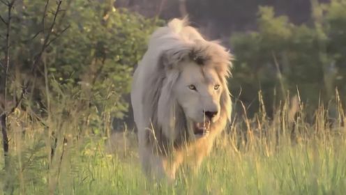 白狮自幼被狮群遗弃，经历各种生存的磨难后，最终成为一代狮王！