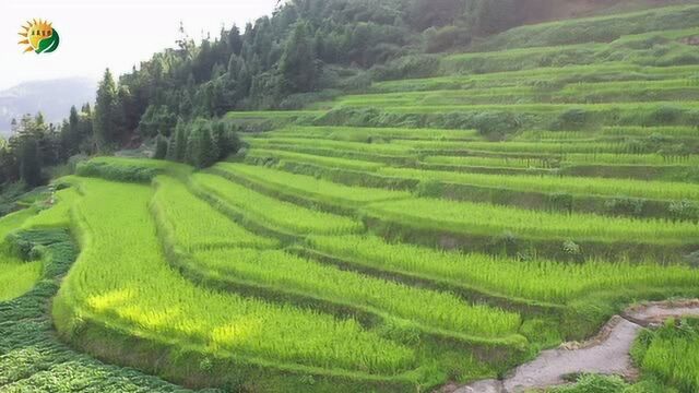 启晨农业:新化紫鹊界生产基地