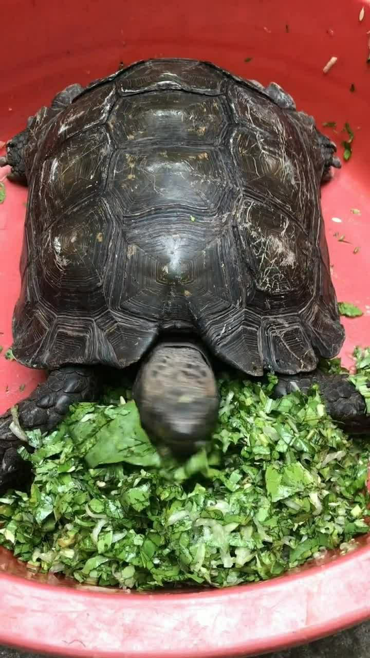 老龟你慢慢吃别噎着,家里面还有很多菜呢