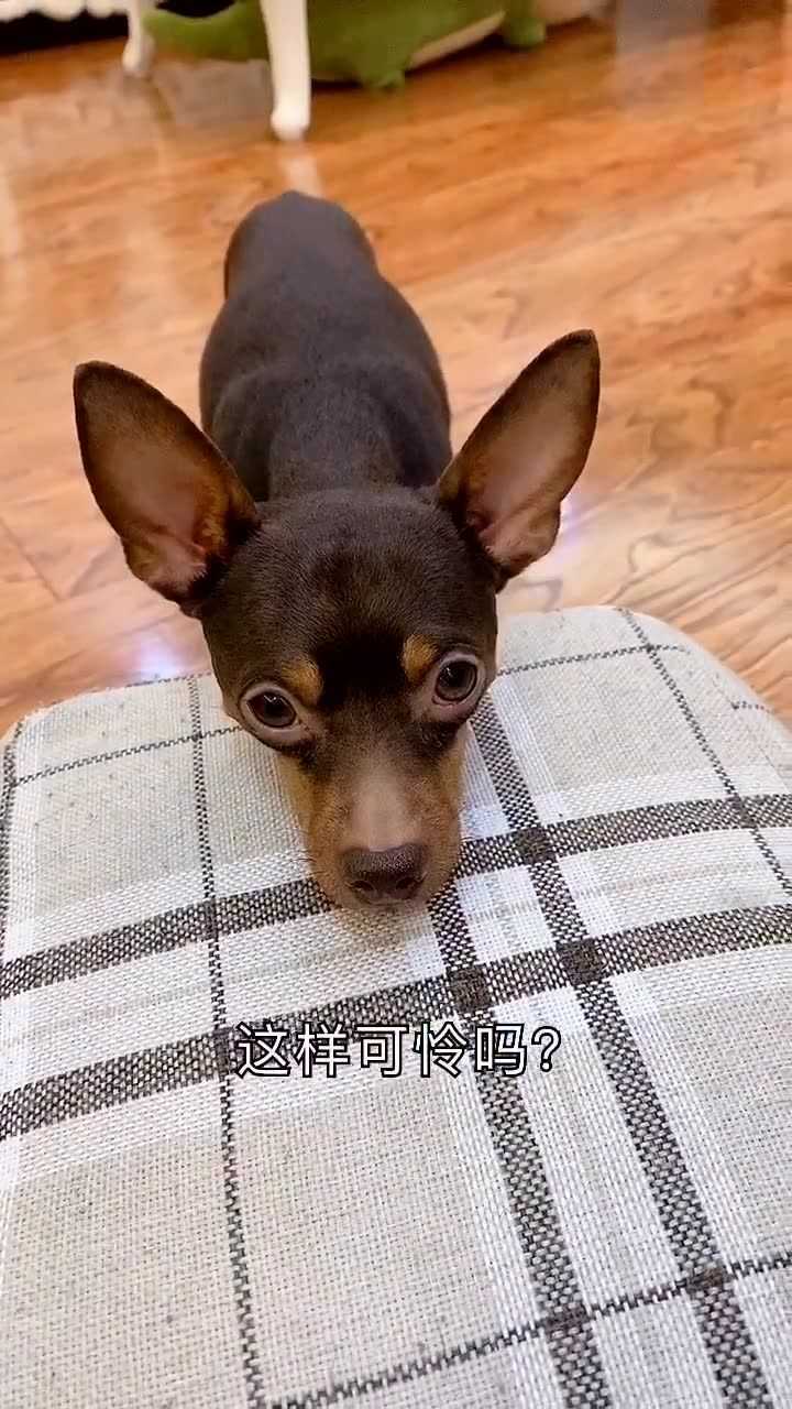 啵啵乐装可怜主人才给它吃东西啵啵乐的演技真不错忍住别笑