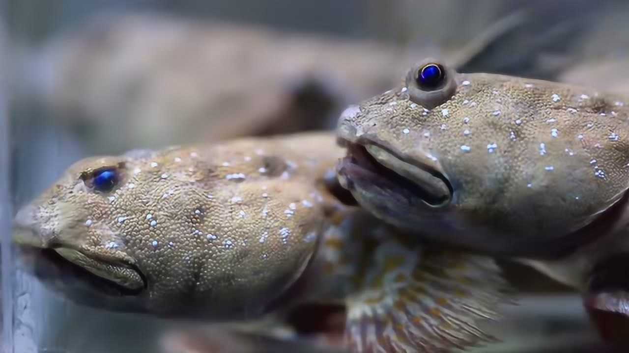 老广的味道:乾务泥鱼也称海鲶鱼,它体型虽小但肉质细嫩