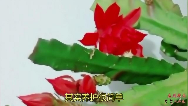 花卉令箭如何养花开不断?其实养护很简单,喜阳干透浇透即可!