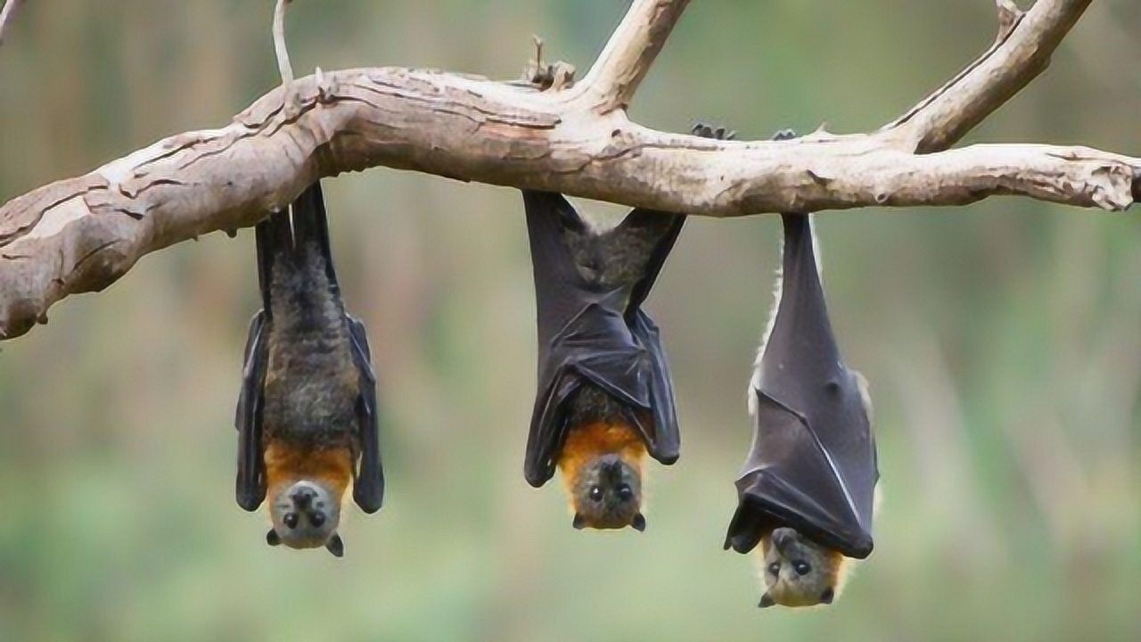 人倒挂会头晕难受,为什么蝙蝠却喜欢倒挂睡觉,脑袋不会充血吗