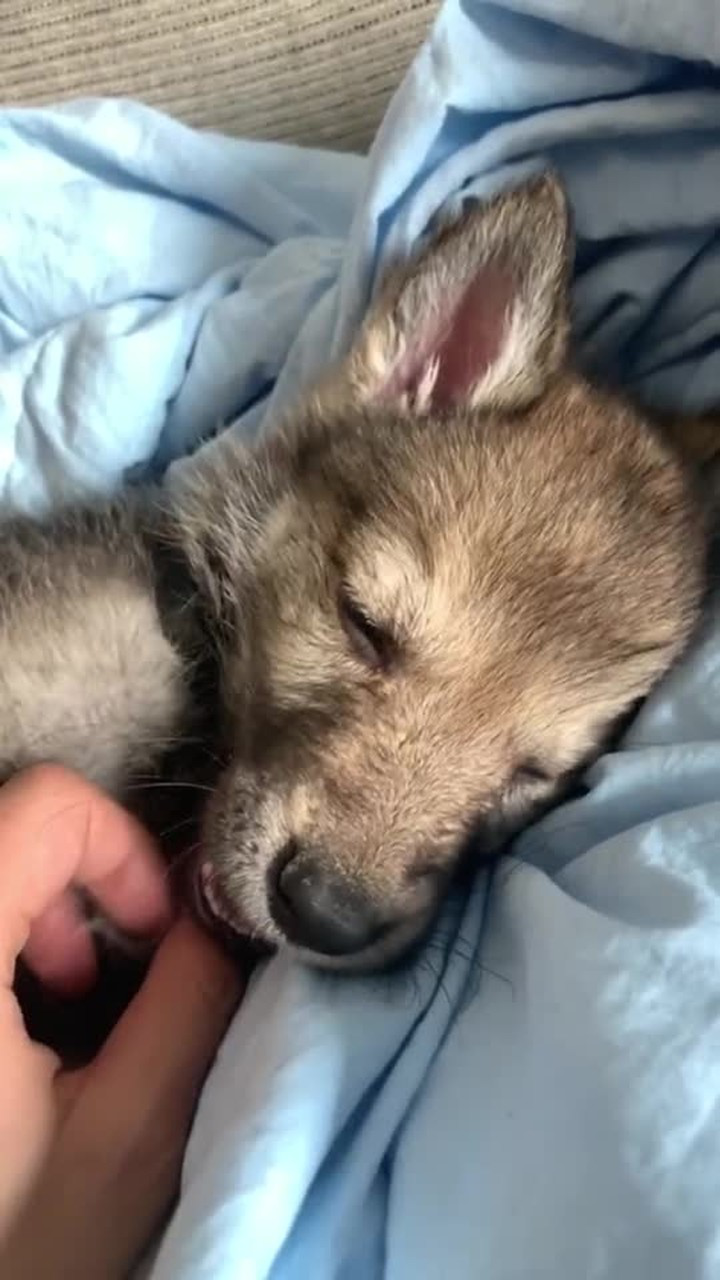 小奶狼在线卖萌捷克狼犬